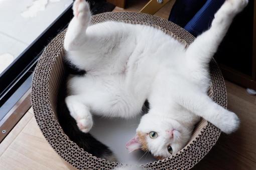 お茶目三毛猫 お茶目三毛猫の写真