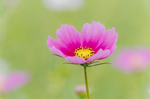 咲きはじめたコスモスの花 咲きはじめたコスモスの花 こすもす,秋桜,コスモスの写真素材