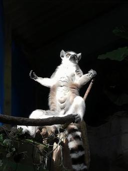 Ring-tailed lemur that gives off an aura, ring-tailed lemur, aura, divine, JPG