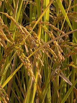 稲穂 稲穂 秋,お米,実りの写真素材