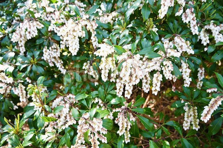 アセビ　宇久井ビジターセンター 自然,野草,吉野熊野国立公園の写真素材
