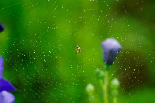 Spider web and water drops⑶, JPG