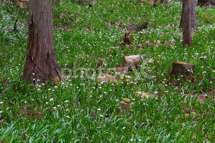 咲き誇るシャガの花 シャガ,花,切り株の写真素材