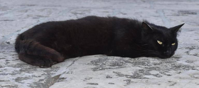 黒猫 黒猫の写真