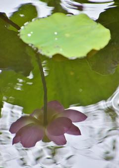 Oga lotus reflected on the water surface, JPG