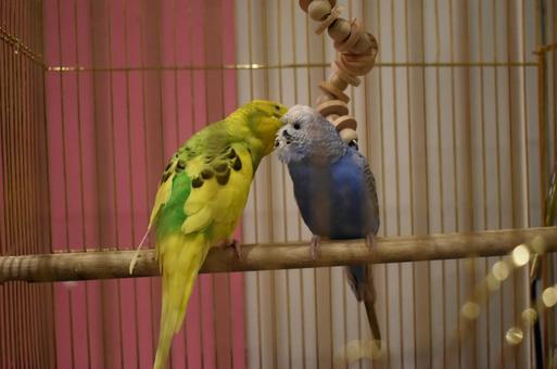セキセイインコ セキセイインコの写真