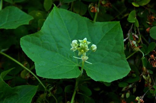 Photo, sicyos angulatus, জঞ্জাল মিষ্টি আলু, শ্যামলিমা, 