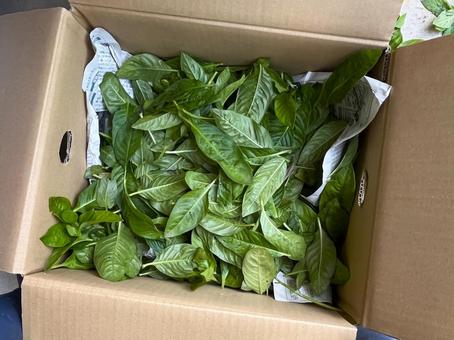 刈り取った藍染用の葉 刈り取った藍染用の葉 藍染,葉,刈り取りの写真素材