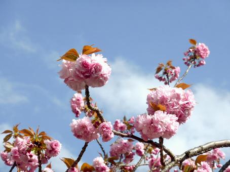 4月の青空に枝を伸ばす八重桜 4月の青空に枝を伸ばす八重桜 サクラ,八重桜,カンザンの写真素材