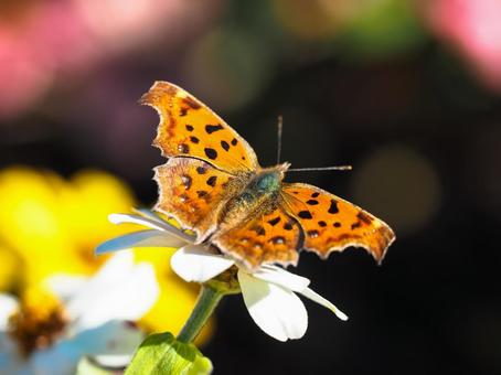花にとまる蝶 花にとまる蝶の写真