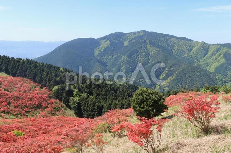大和葛城山の山頂のつつじ 4月,春,山登りの写真素材