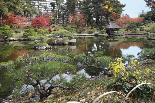 縮景園紅葉 広島県,広島市,名勝の写真素材