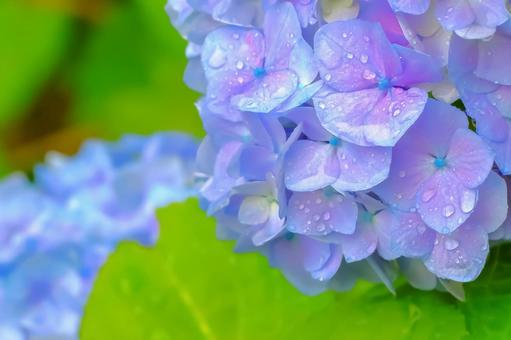 雨上がりの紫陽花 雨上がりの紫陽花の写真