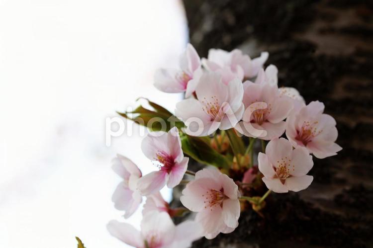 ピンク色の桜のクローズアップ 桜,ピンク色,公園の写真素材