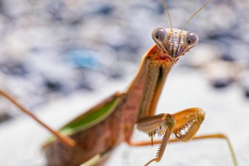 こちらに気付いたオオカマキリ成虫 こちらに気付いたオオカマキリ成虫の写真
