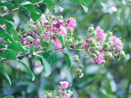 サルスベリの花 サルスベリの花の写真