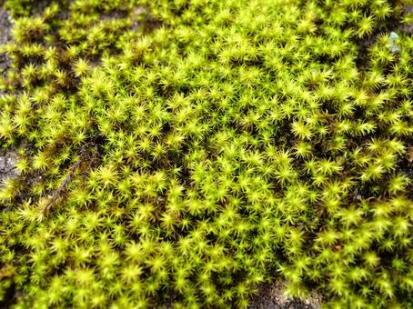 苔 苔,自然,植物の写真素材