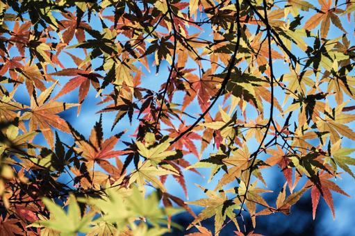 京都にある赤山禅院参道沿いの紅葉 京都,修学院道,紅葉の写真素材