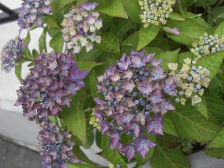 ヤマアジサイ ヤマアジサイ,花,葉の写真素材