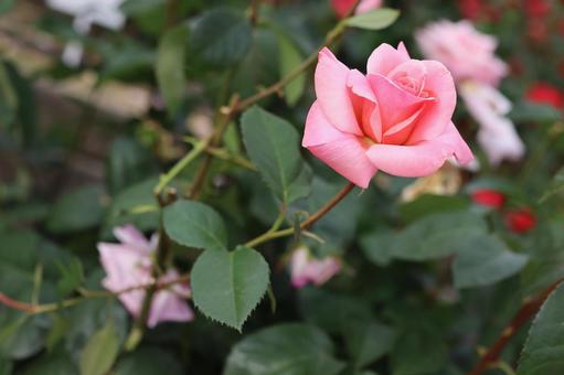 バラ園にてピンクの薔薇を撮影しました バラ園にてピンクの薔薇を撮影しましたの写真
