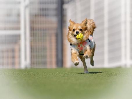 オモチャを咥えて走って来るワンコ オモチャを咥えて走って来るワンコ 犬,ミックス犬,dogの写真素材