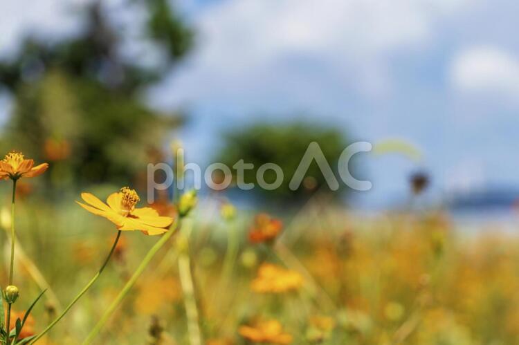 黄色とオレンジ色の草花が咲く野原 花,オレンジ色,黄色の写真素材