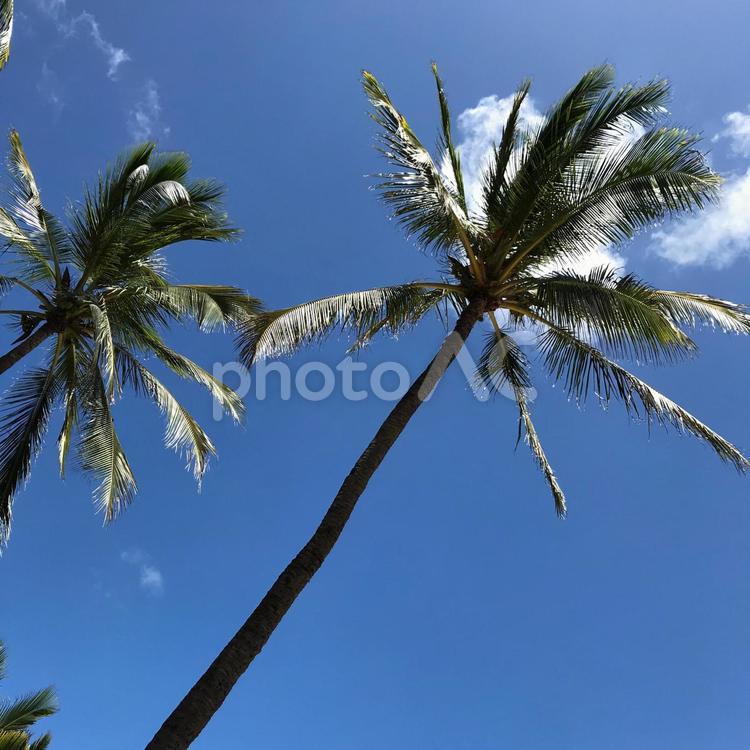 ハワイの風景 海岸,海,ヤシの木の写真素材
