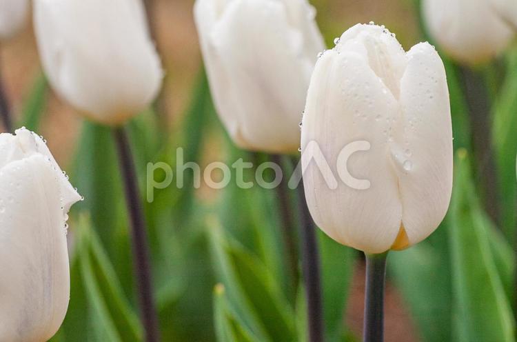 雨の公園にて チューリップ,花畑,畑の写真素材