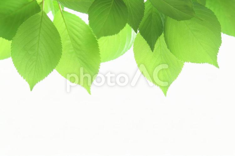 新緑の葉っぱ　サクラの若葉　桜 新緑,若葉,サクラの写真素材