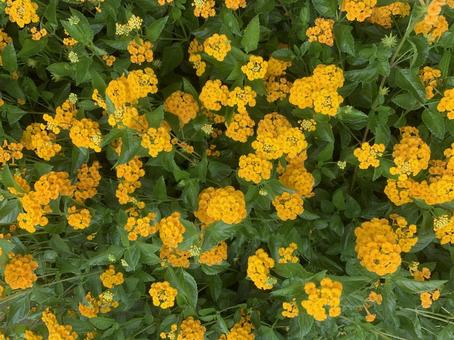 Photo, lantana, citihenga, kobanorantana, 