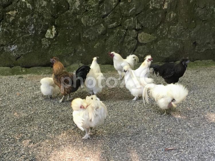 石上神宮　鶏　長鳴鶏　東天紅　天理市 石上神宮,鶏,長鳴鶏の写真素材