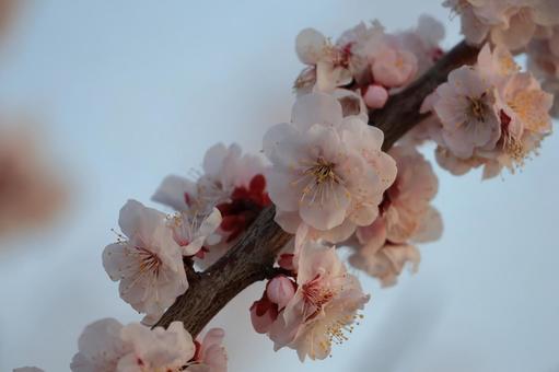 梅 梅,白梅,花の写真素材