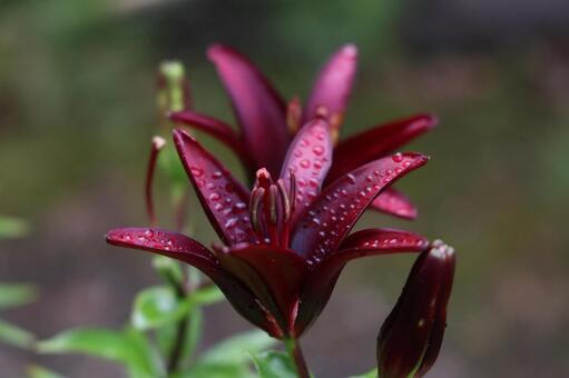 濡れた濃赤のユリと蕾 ユリ,ダークレッド,雫の写真素材