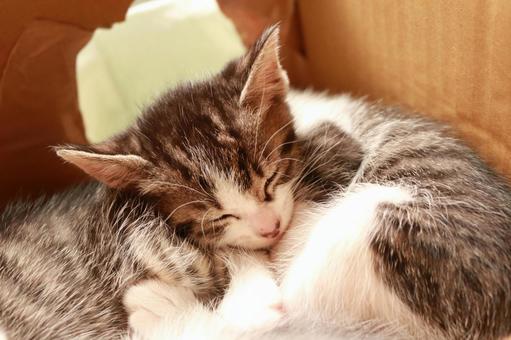 子猫 子猫の写真