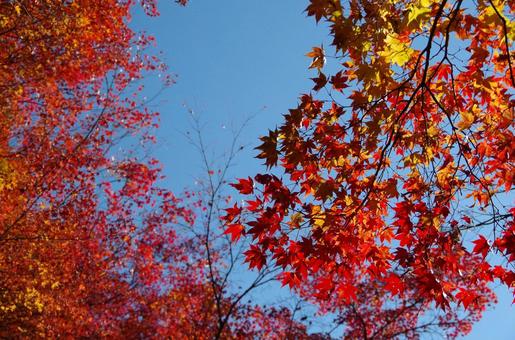 紅葉 紅葉の写真