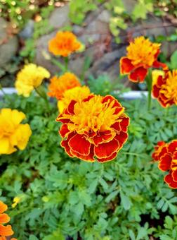 夏の花*マリーゴールド 夏の花*マリーゴールドの写真