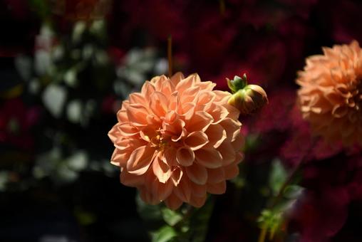 ダリアの花 ダリアの花の写真