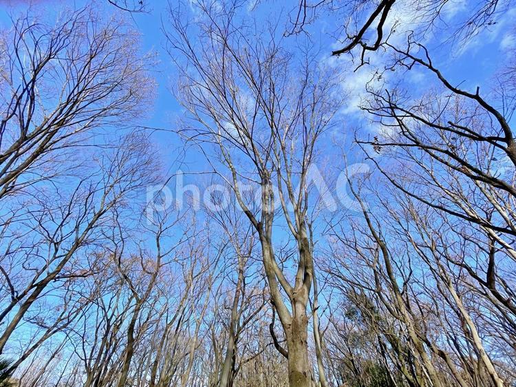 森の中から見上げた空 青空,空,自然の写真素材
