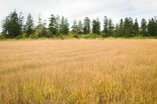湿原 湿原,紅葉,ニセコの写真素材
