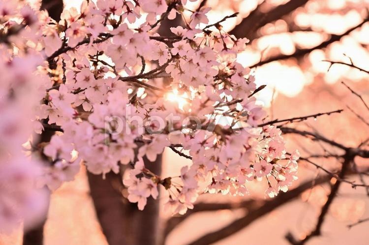 桜並木 桜,季節,シーズンの写真素材