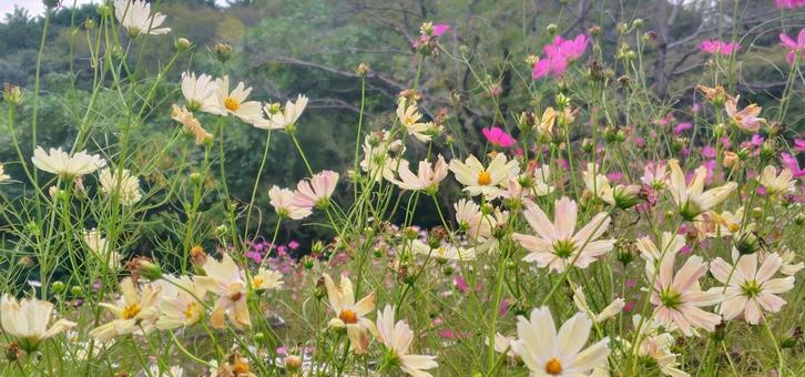 コスモス畑 秋,自然,綺麗の写真素材