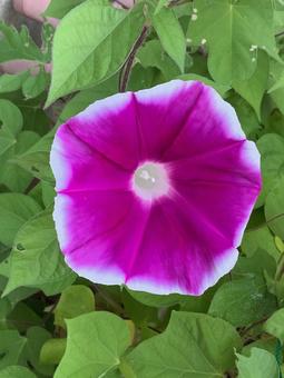 朝顔 ピンク 白縁 朝顔 ピンク 白縁の写真