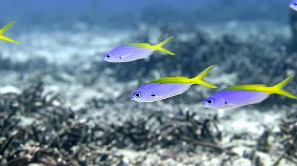 ウメイロモドキ幼魚　　石垣島 ウメイロモドキ幼魚,ウメイロモドキ,ダイビングの写真素材