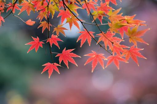 紅葉 紅葉の写真