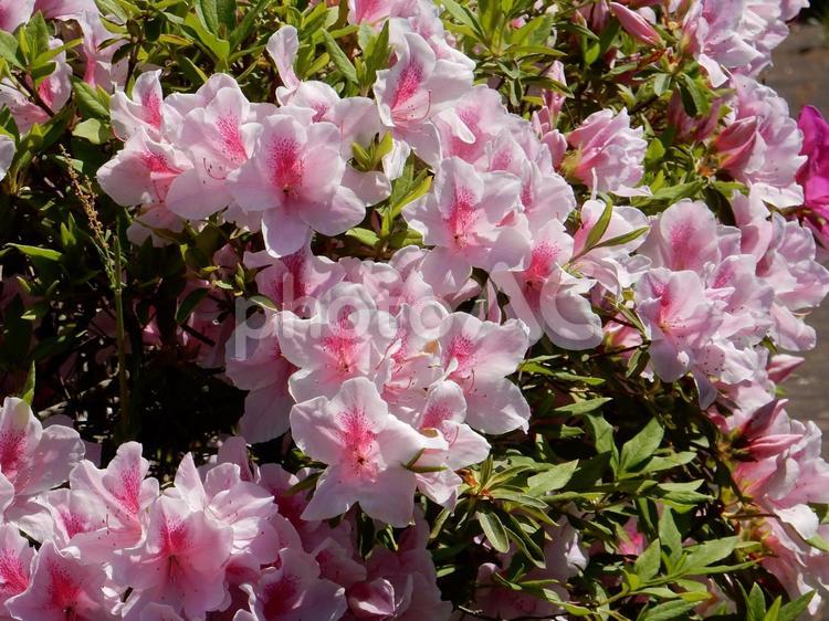 【花の写真】ツツジの花 ツツジ,つつじ,躑躅の写真素材