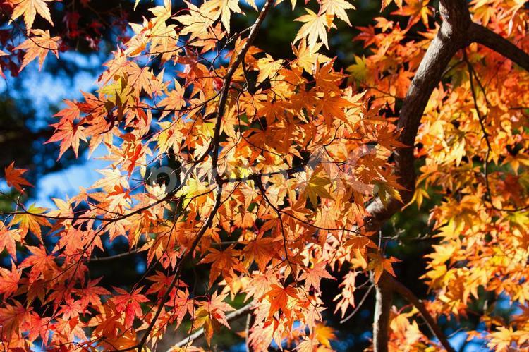 美しい京都の秋、紅葉の風景 紅葉,紅葉狩り,モミジの写真素材