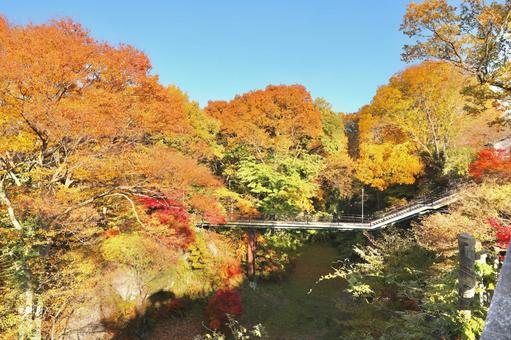 紅葉　長野県　懐古園 紅葉,長野県,懐古園の写真素材