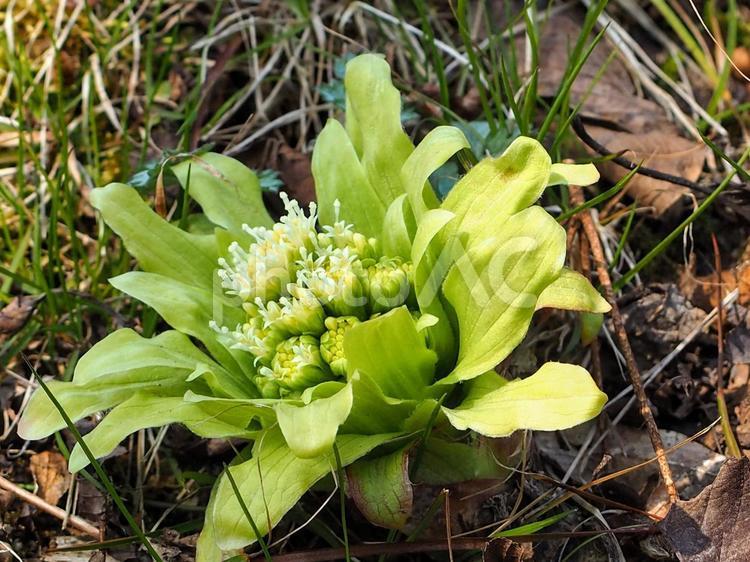 ふきのとう ふきのとう,３月,山菜の写真素材