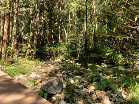 林間道 林間道の写真