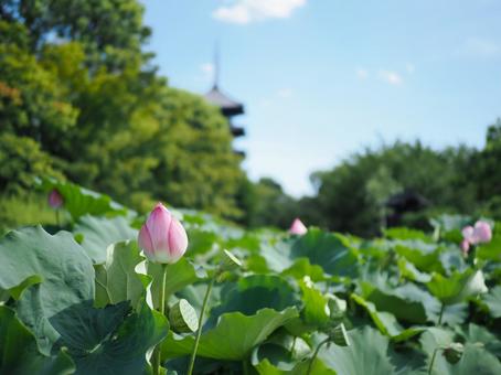 東寺の五重塔と桃色に咲くハスの花 東寺の五重塔と桃色に咲くハスの花の写真